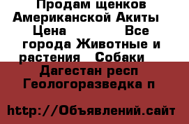 Продам щенков Американской Акиты › Цена ­ 25 000 - Все города Животные и растения » Собаки   . Дагестан респ.,Геологоразведка п.